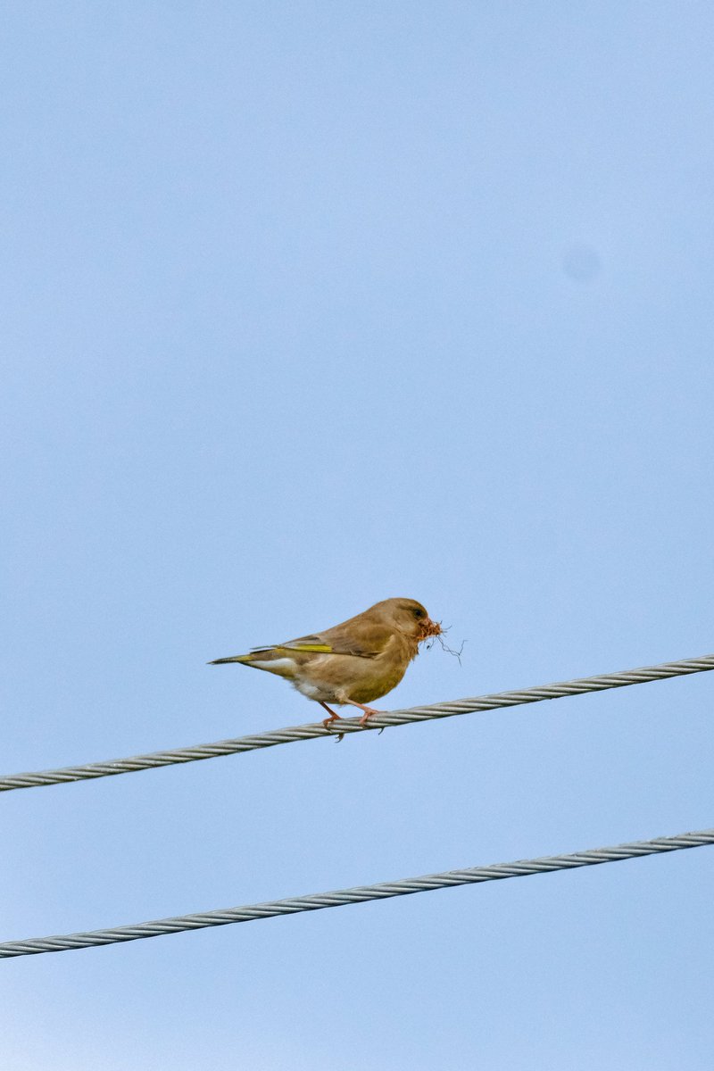 OuzhanAcolu2's tweet photo. 1. ve 2. Fotoğraf : Florya (Carduelis chloris), diğer adıyla Avrupa Yeşil İspinozu.
3. ve 4. Fotoğraf: Saka (Carduelis carduelis)
#bird #birdobservation #nature #doğa #kuş #saka #florya #carduelis #fotoğrafçı #vsco https://t.co/O4drR2FwSi