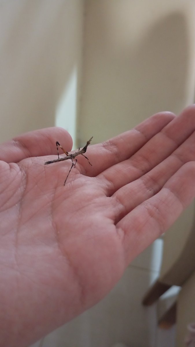 RenanSantos.12 tweet media