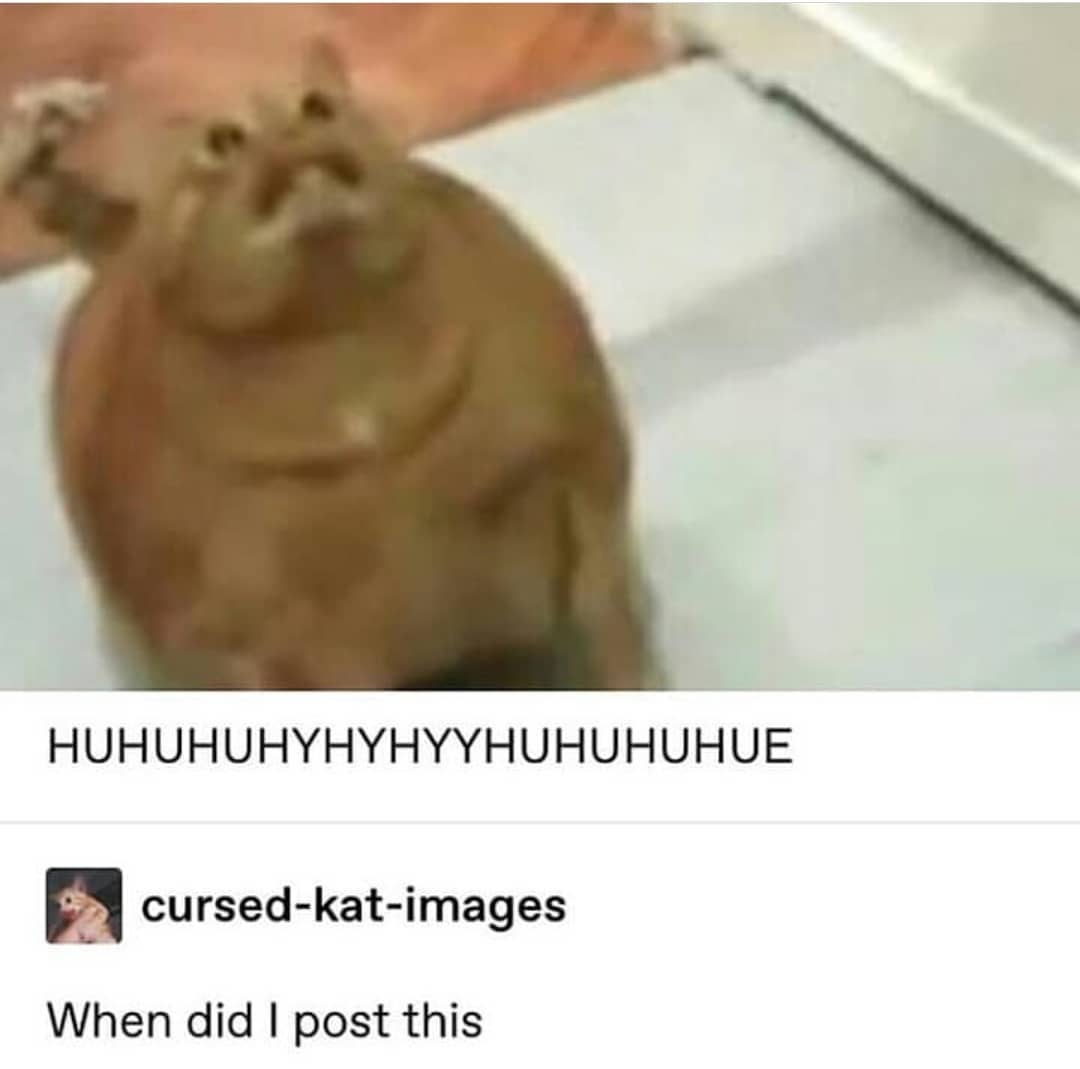 Punch Cat tweet media