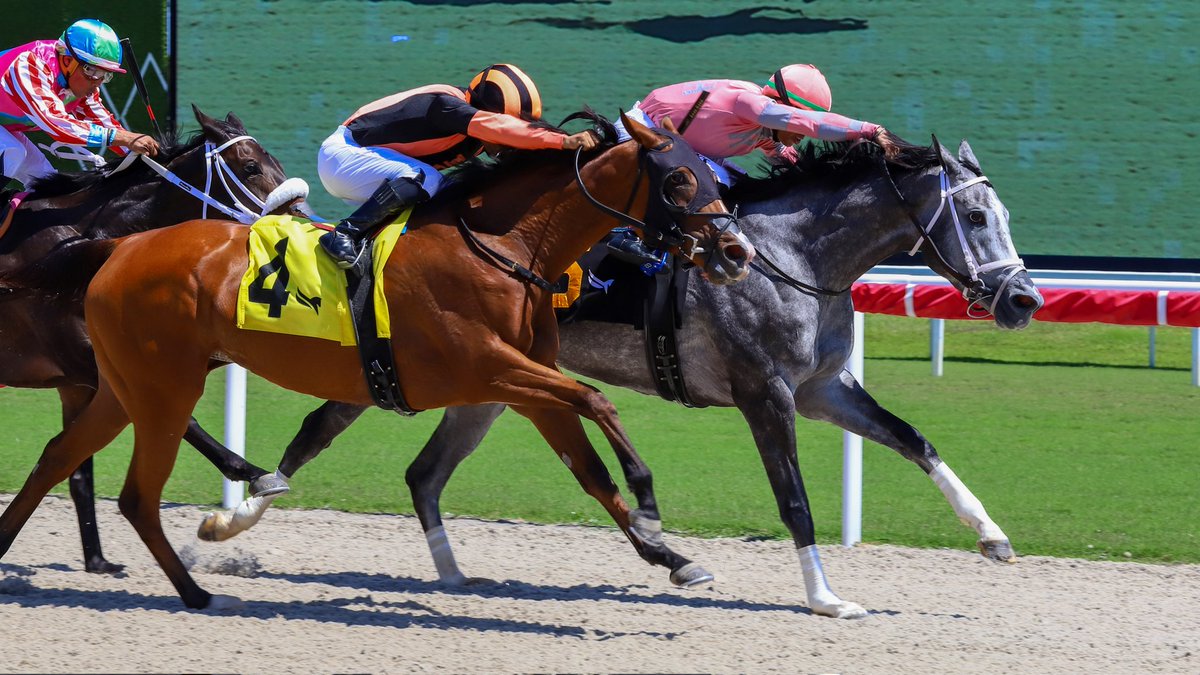 Gulfstream Park tweet media