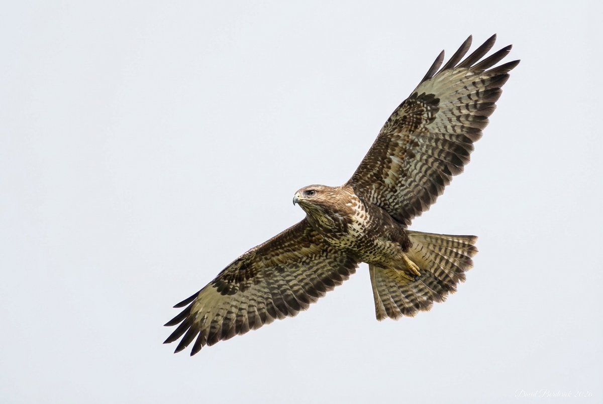 David Borderick tweet media