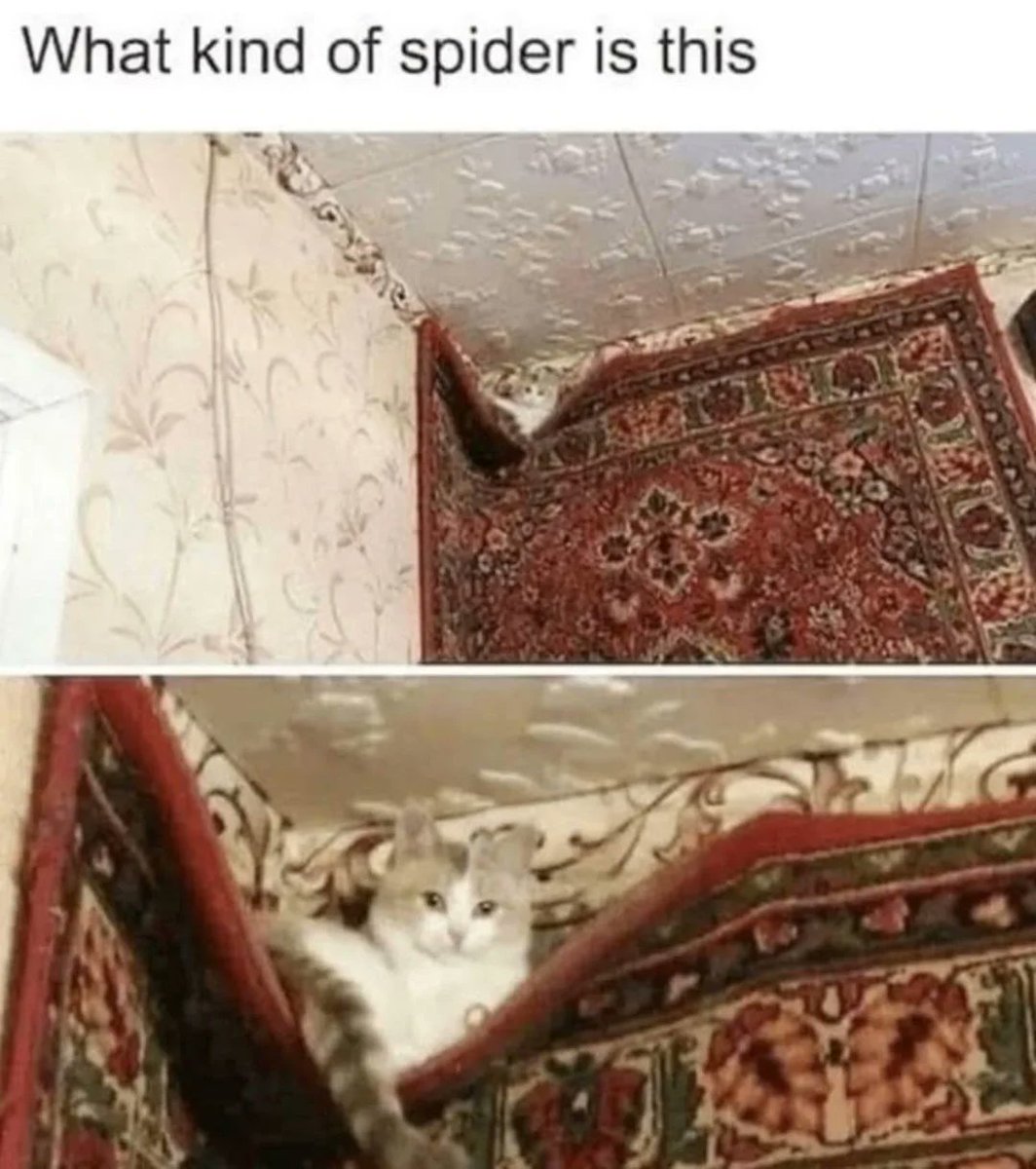 LAnDo NIFFIRG™️🇨🇦 tweet media