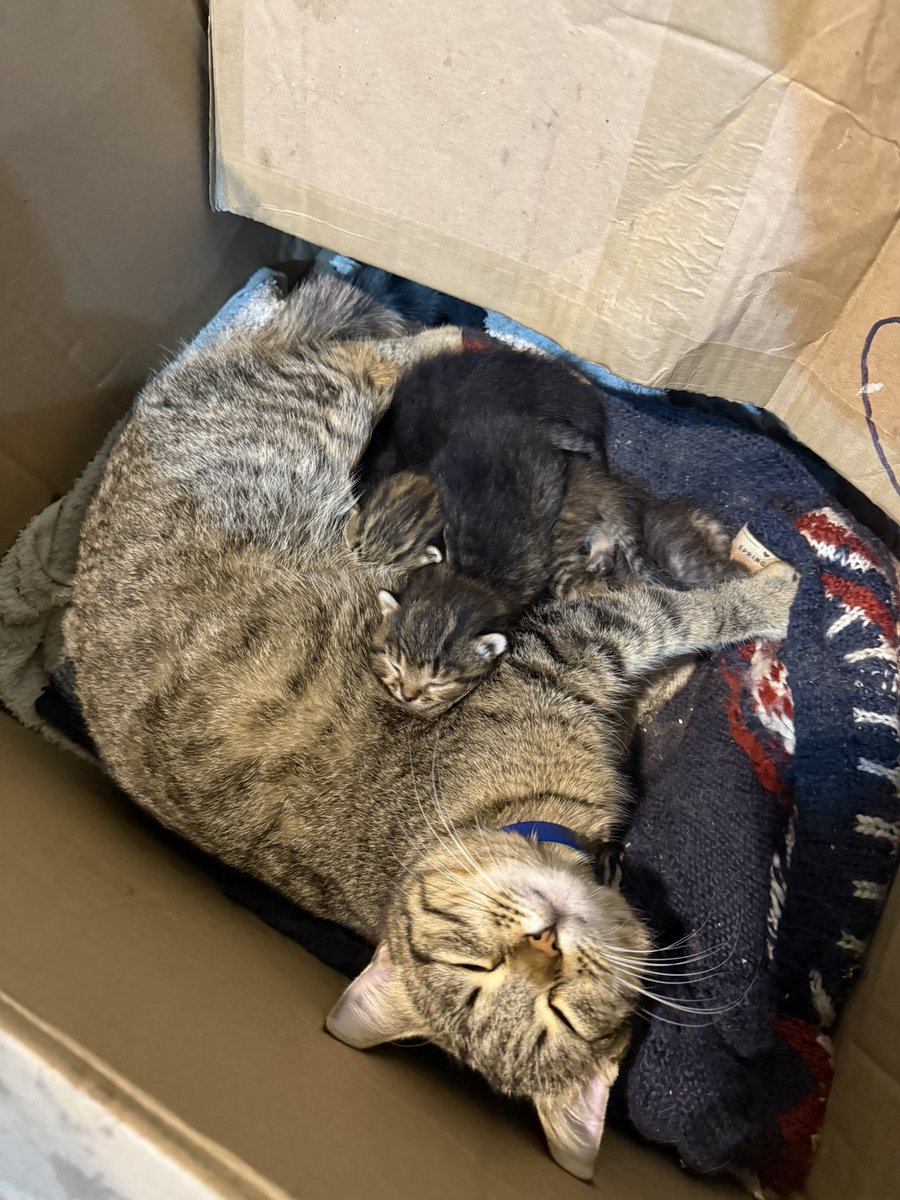 Томас Кан 🌶️ tweet media