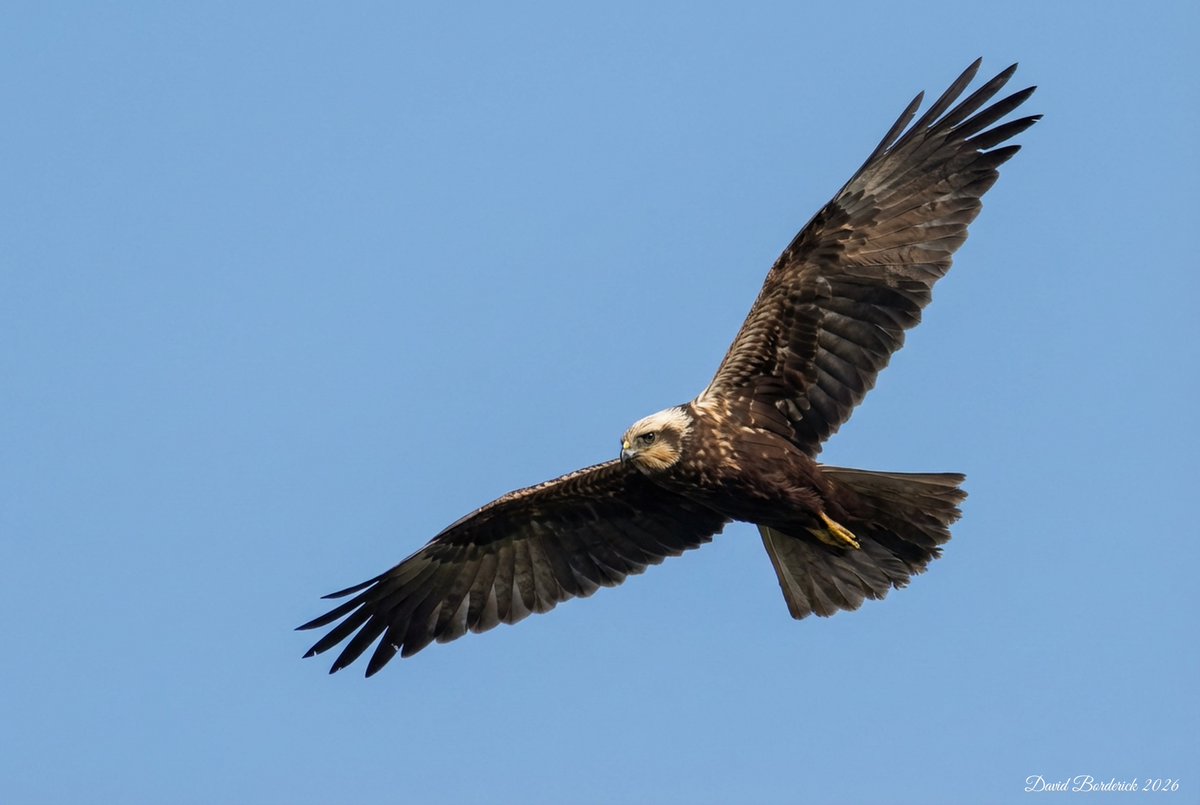 David Borderick tweet media