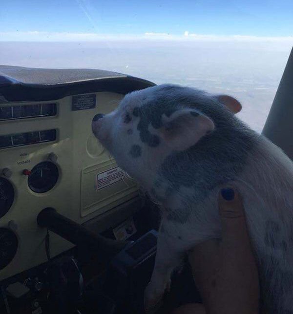 AphexTriplets 🧉🐸🏴☠️ tweet media