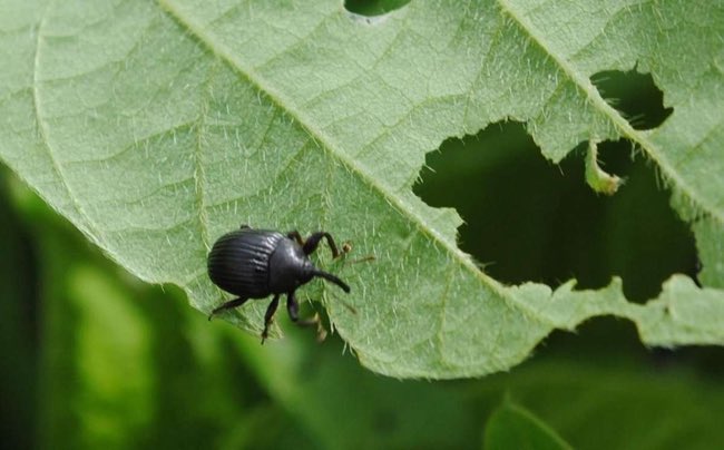 Agroverdad tweet media