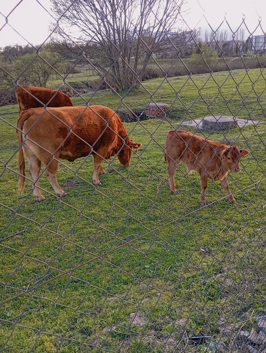 HOY VIMOS MÁS VAQUITAS GORDASSSS