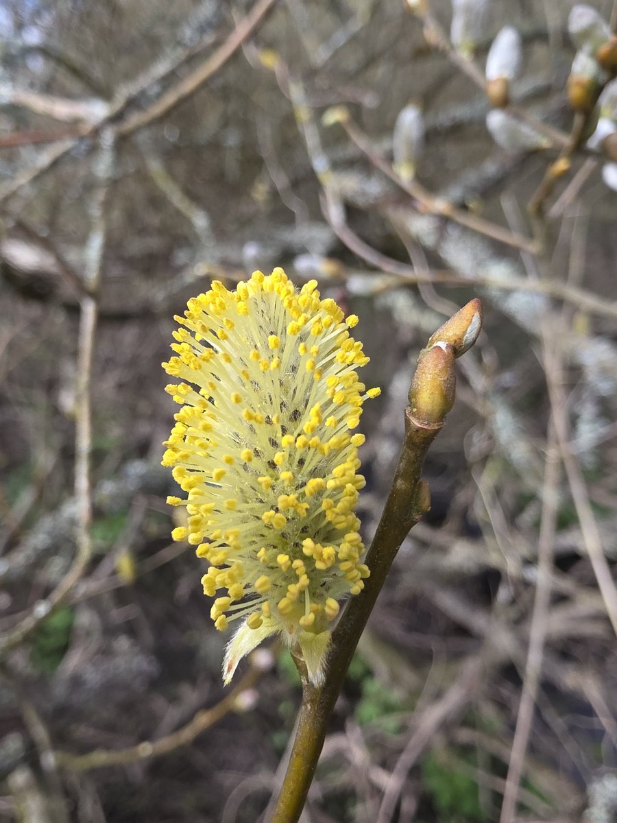 respecting nature tweet media