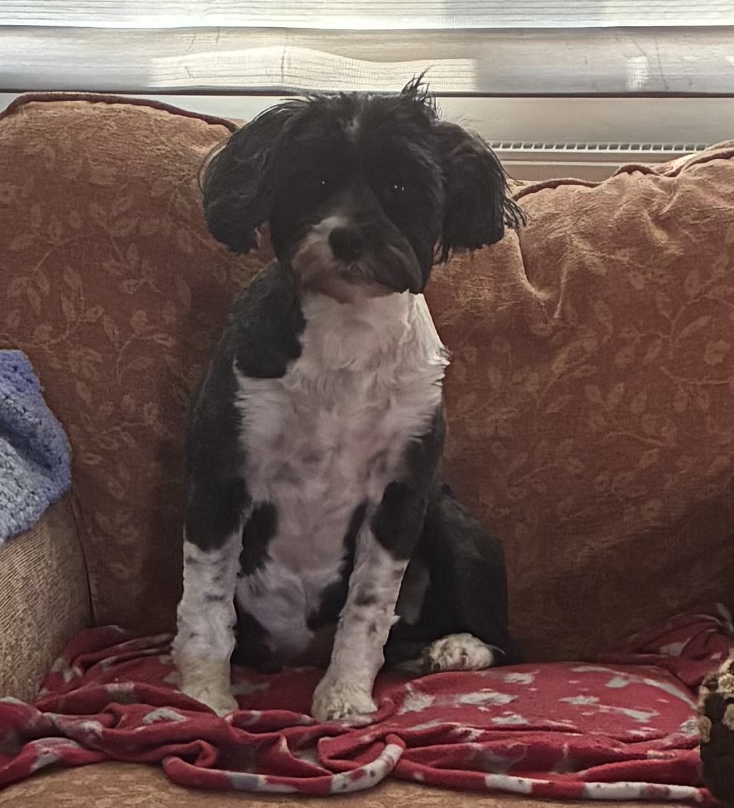 revwillow tweet media