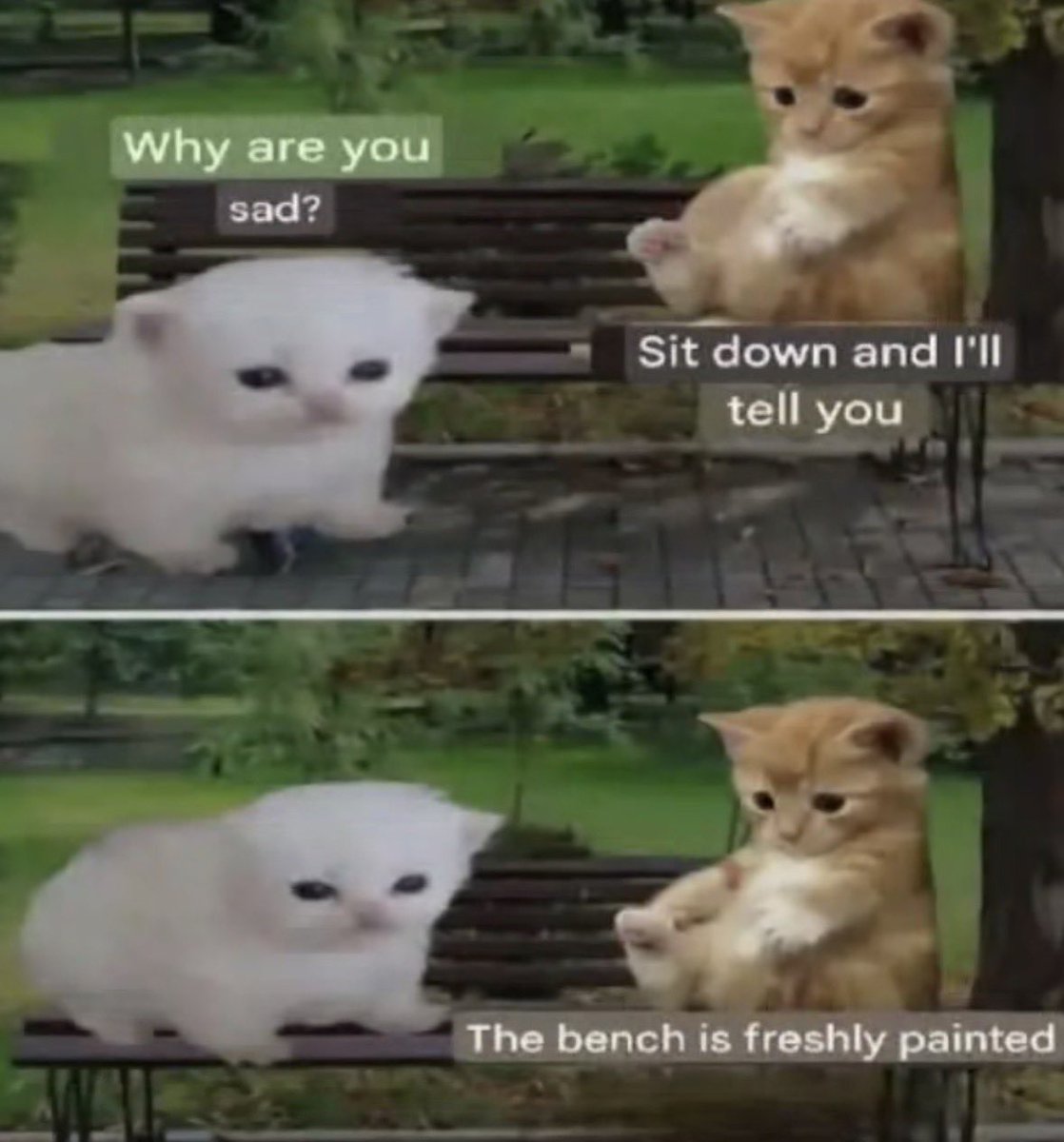 LiterallyMeCats tweet media