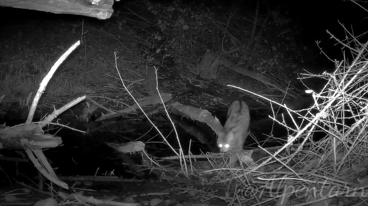 Alpentarn © tweet media