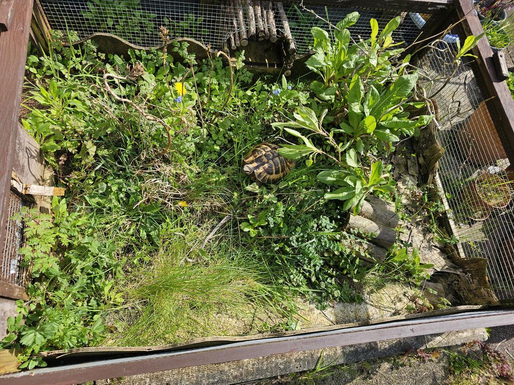 Herman Torty tweet media