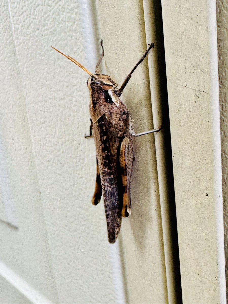 Rick Law tweet media