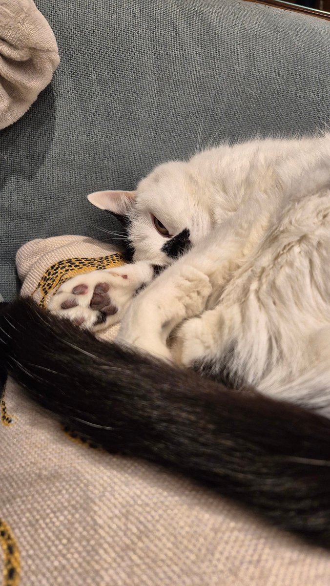 טוקסופלסמה גונדי (את/היא) tweet media