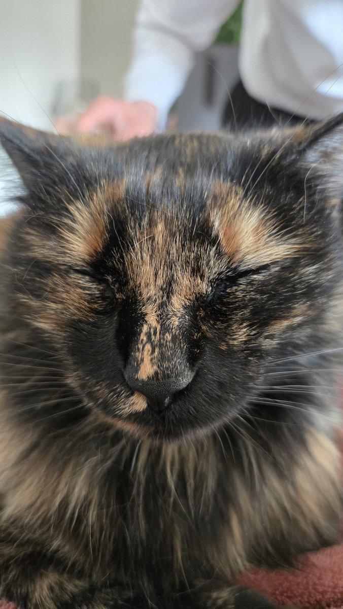 Leyca ✿ tweet media