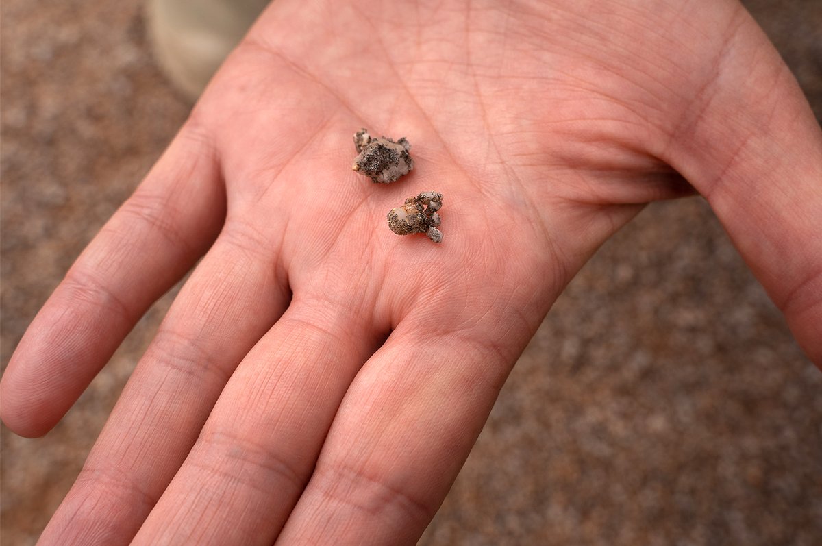 Quanta Magazine tweet media