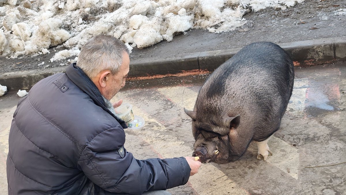prevaleo's tweet photo. Встречайте. Минипиг Персик. Живёт в московской многоэтажке. Наблюдал, как его сегодня вывел хозяин на прогулку. И кормил его, поощряя за то что хорошо погадил. Сначала немного авокадо, потом киви и на сладкое мытая и порезанная кусочками клубника! 

Хорошо в стране советской жить https://t.co/BS8Cw02MaI