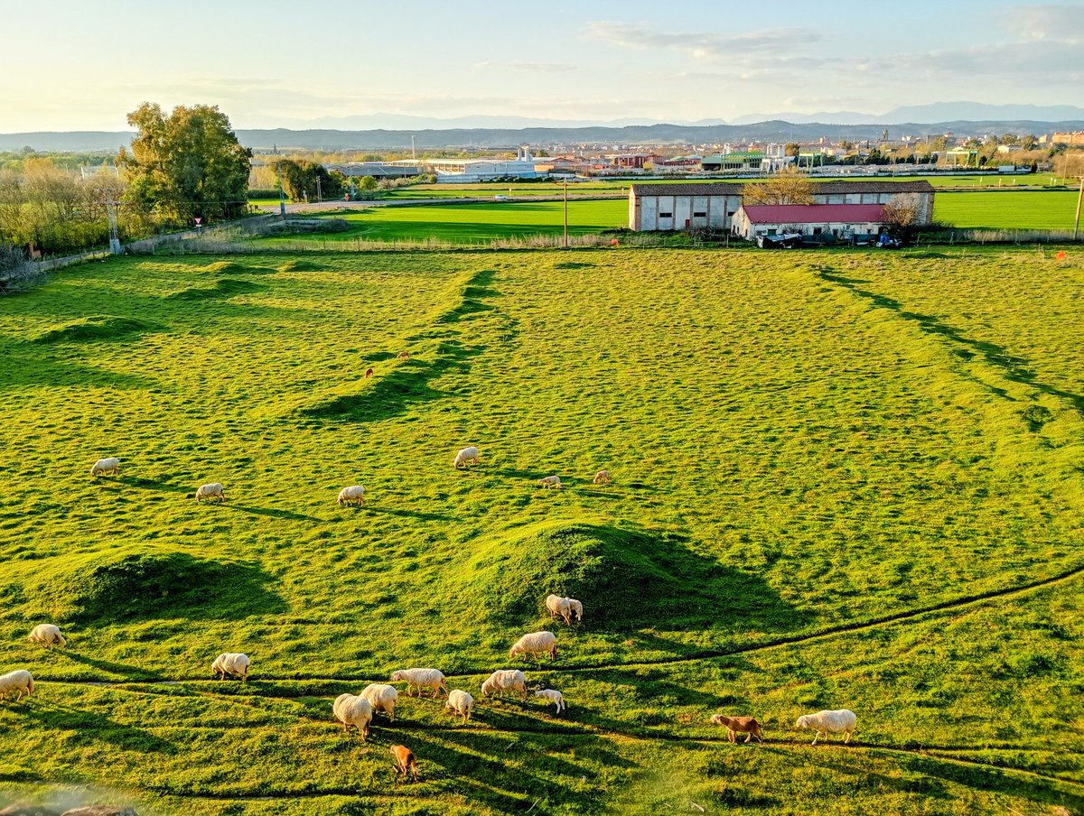 Ozzytriatlon tweet media