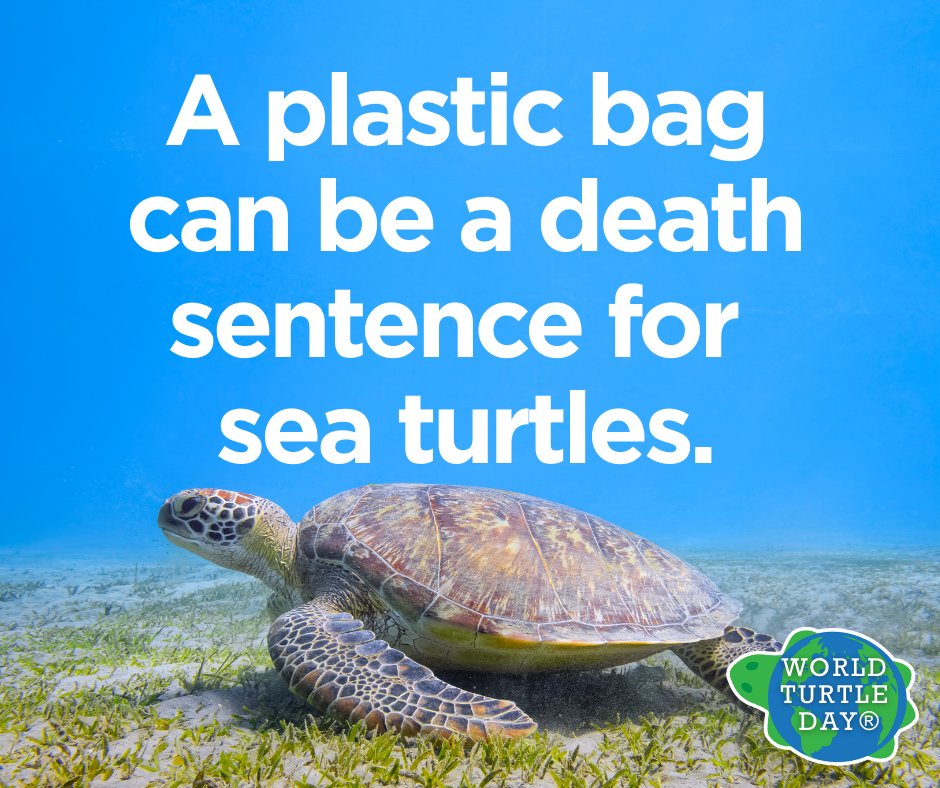 World Turtle Day® tweet media