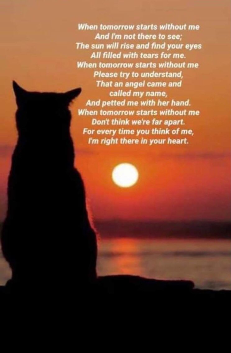 catgirl321's tweet photo. @danapixie @straysneedlove Angel Nutmeg: Dear utterly heartbroken Mom, I so terribly sorry beloved Pounce has left you because it was time for her to collect her wings at Rainbow Bridge🌈😿 *gentle pawhugs* Sending you MASSES soft purrs❤️🐾 #weeti #NewAngel #ForeverLove #AngelsTogether #AngelPounce 
1/2 https://t.co/y9U7HE71PA
