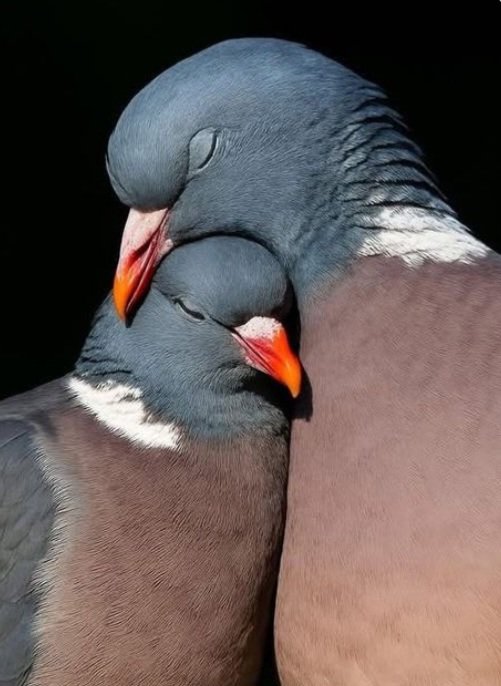 gözlerini kapatıp girdiğin kalp evindir .
mutlu akşamlar 🔥🥂 🎶
