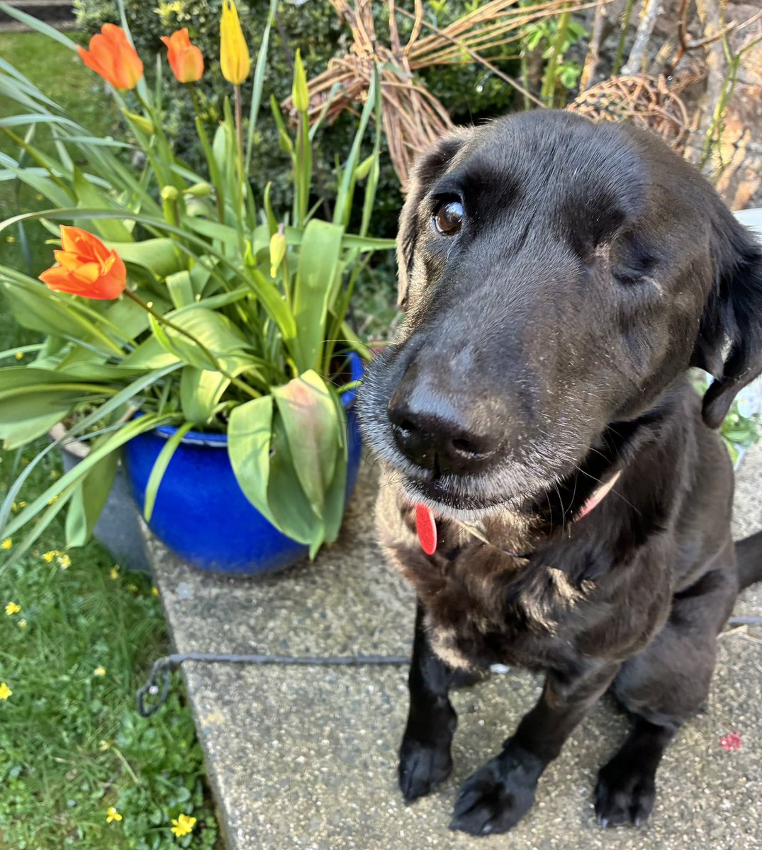 LittleMoRescuePup tweet media