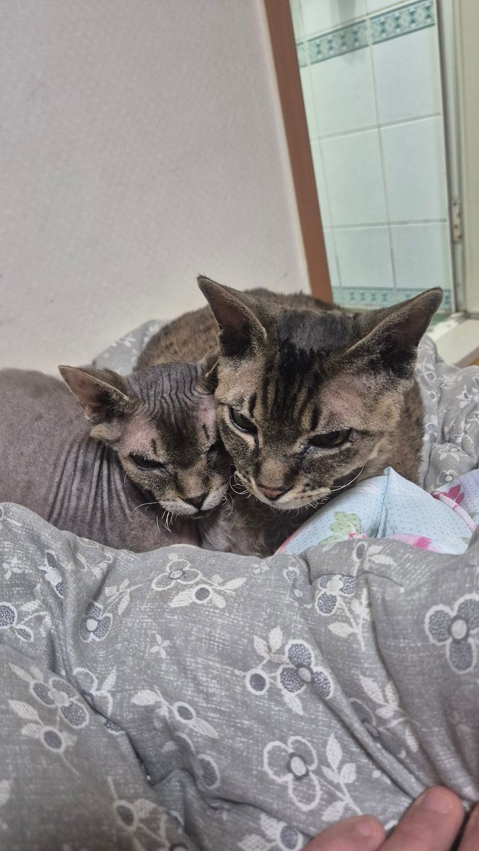 루퍼드(lunatic purple dragon) tweet media