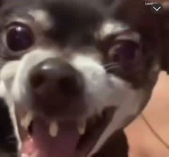 Shavaa🔥 tweet media