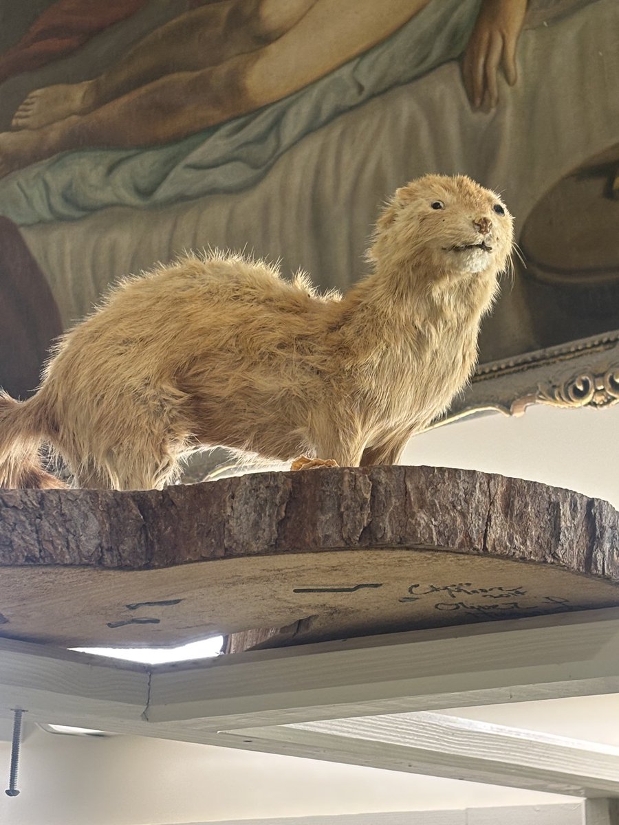 jakedowell77's tweet photo. @badtaxidermy Nice Marmot https://t.co/7gzCoNPoml