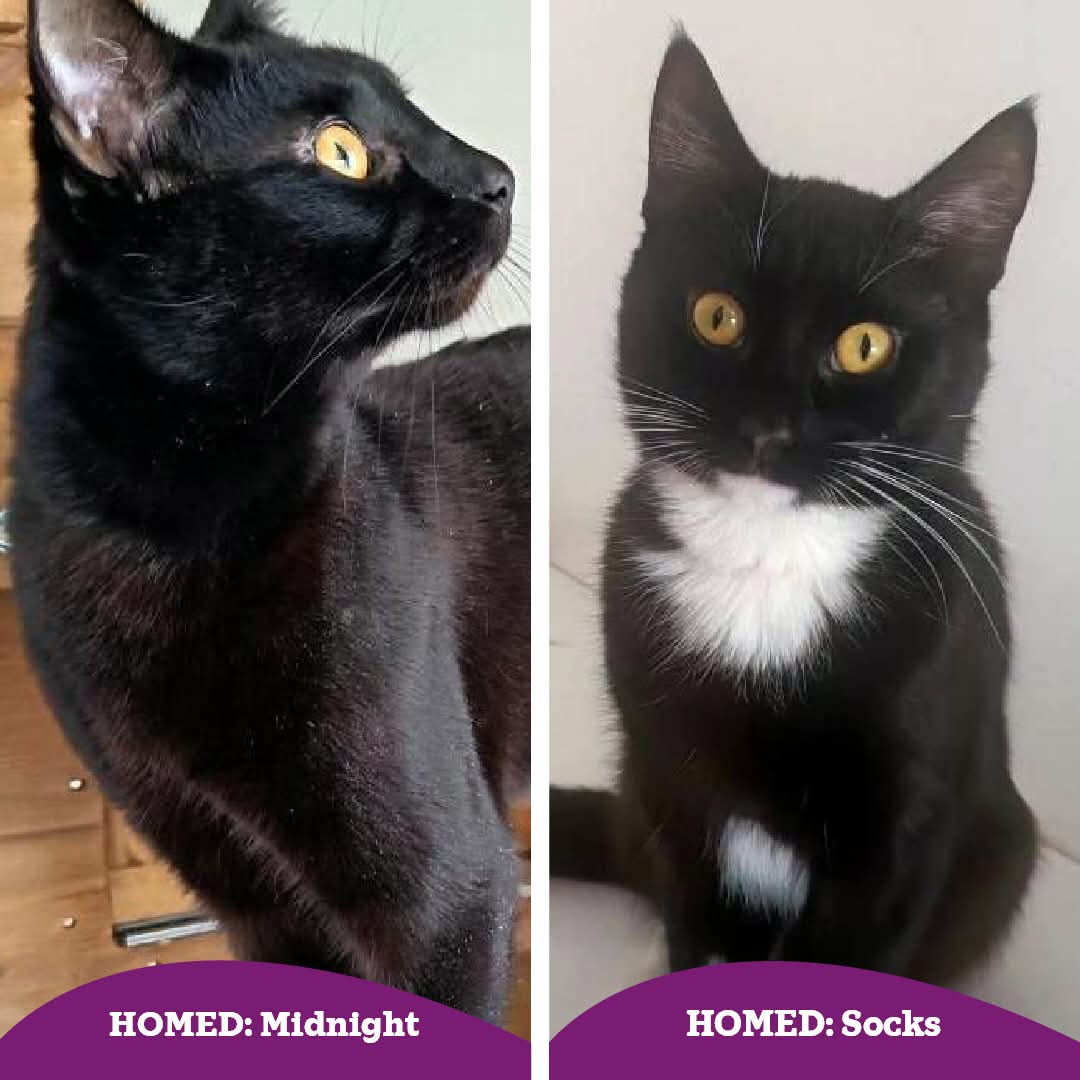 MidWarwickCats tweet media