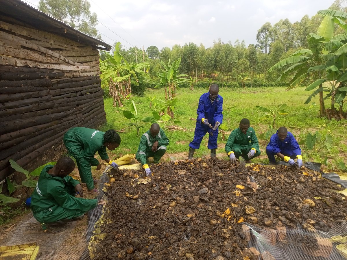 MUWEI_UG's tweet photo. MUWEI team actively harvesting Black Soldier Fly (BSF) larvae from frass at our BSF Hub in Mbale City, advancing sustainable waste management and climate-smart agriculture while promoting green jobs and circular economy solutions. #BSFFarming #SustainableAgriculture #GreenJobs https://t.co/3blQW7cOCx