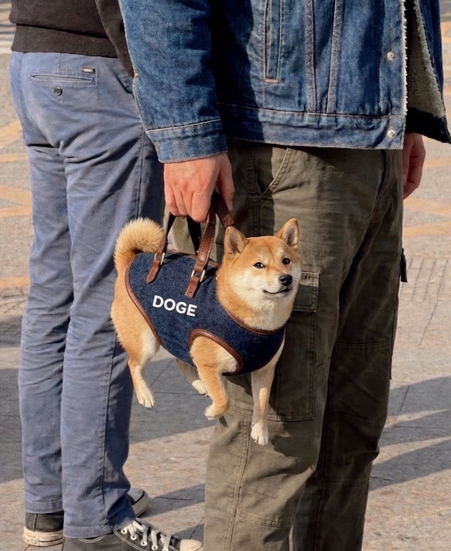 Sir Doge of the Coin ⚔️ tweet media