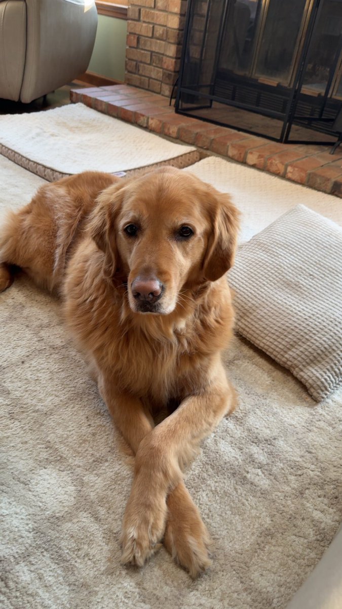 <a href="/ASkyrieM/">alex</a> Grateful for the opportunity to trial for TURTLE here are my stats for every single game