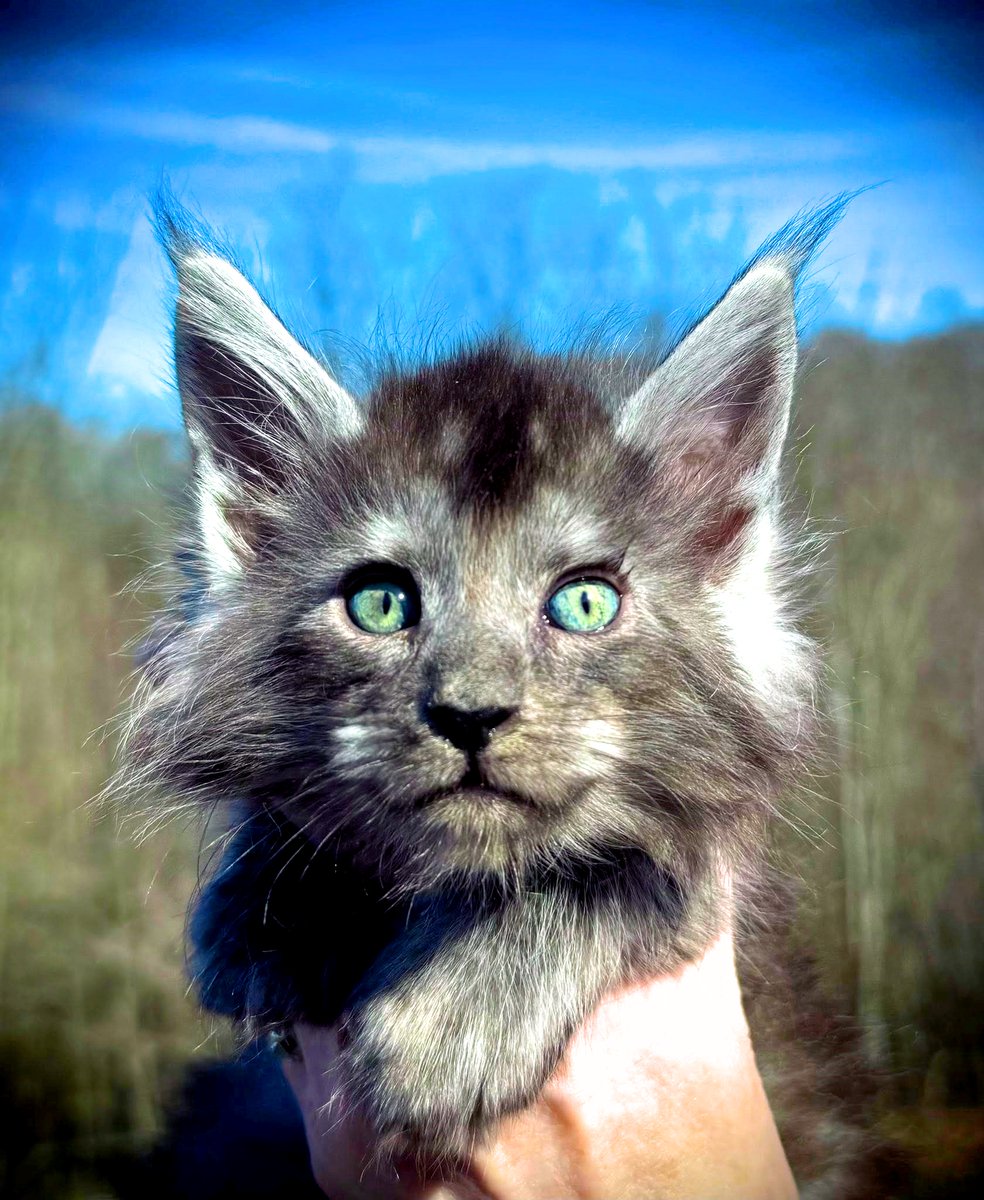 The Spirit of Lorenzo the Cat tweet media