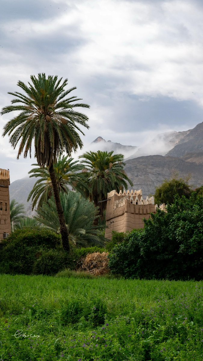 بداح tweet media