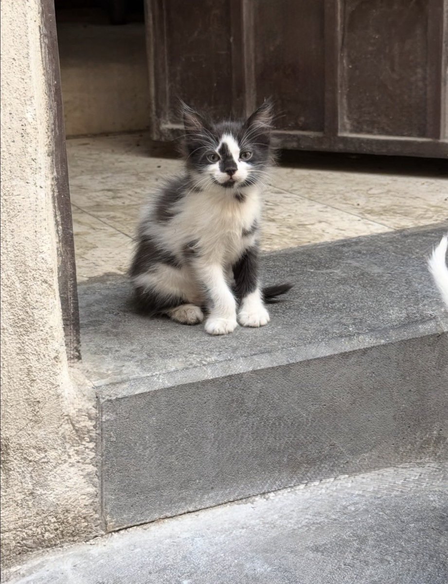 Alwaleed tweet media