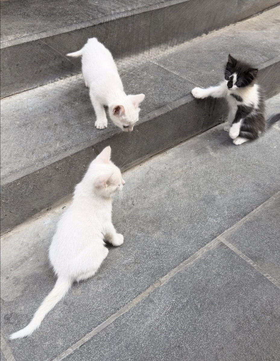 Alwaleed tweet media