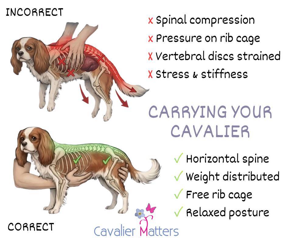 Cavalier Matters tweet media