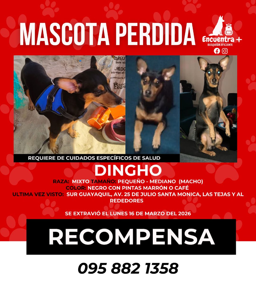 Alerta me perdi tweet media