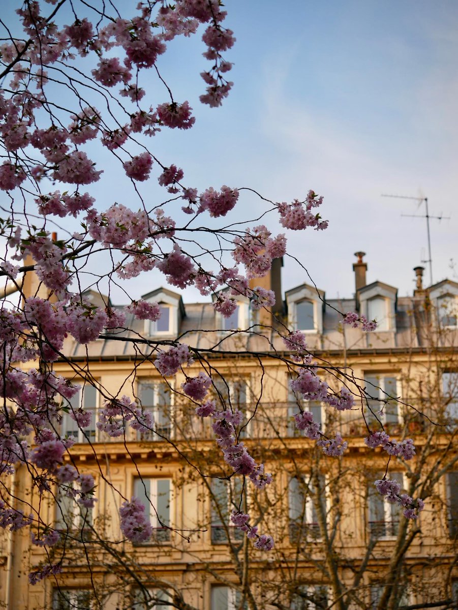 ⊹ ࣪ pam ˖✦ tweet media