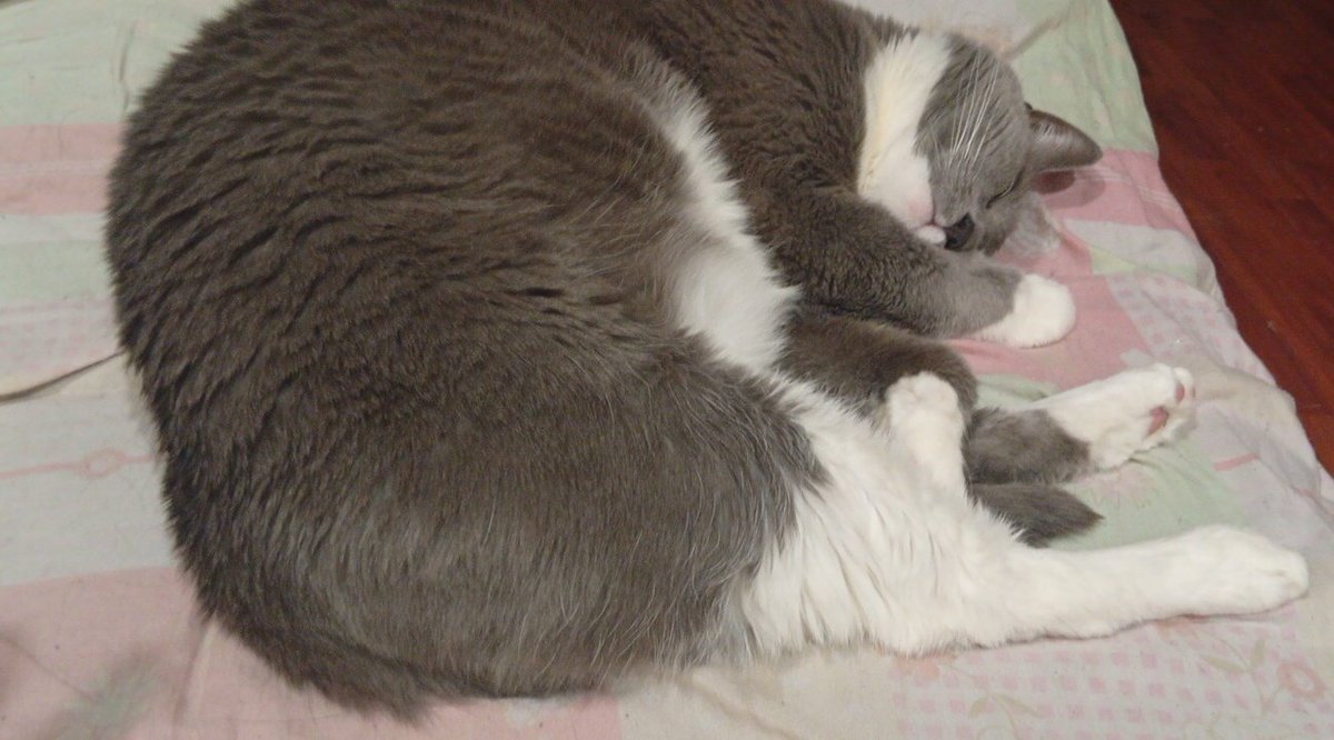 Шизофазия ундъ эхолалия#я против войны с Украиной tweet media