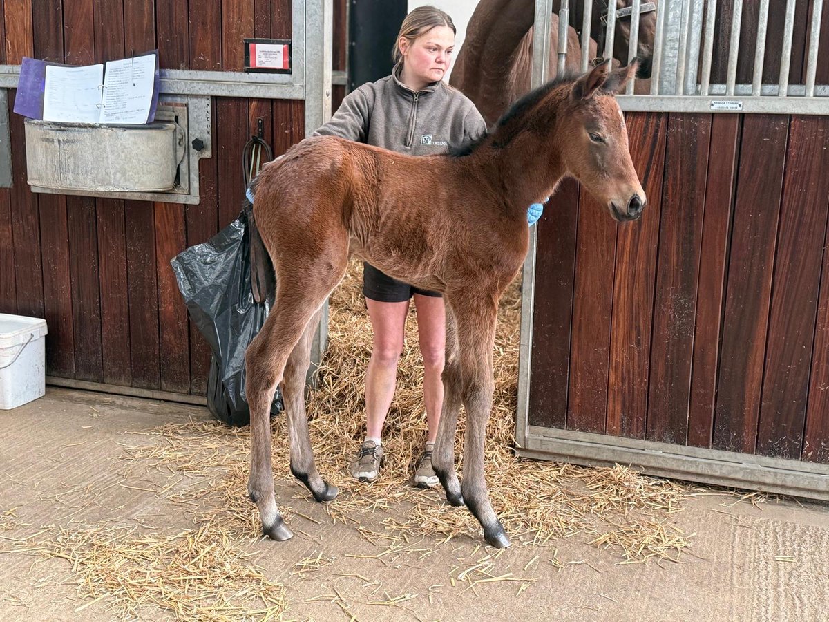 Dash Grange Stud tweet media