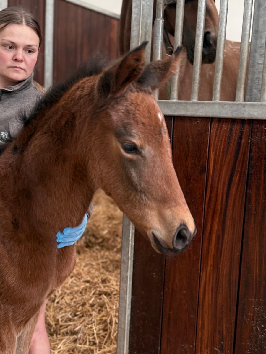 Dash Grange Stud tweet media