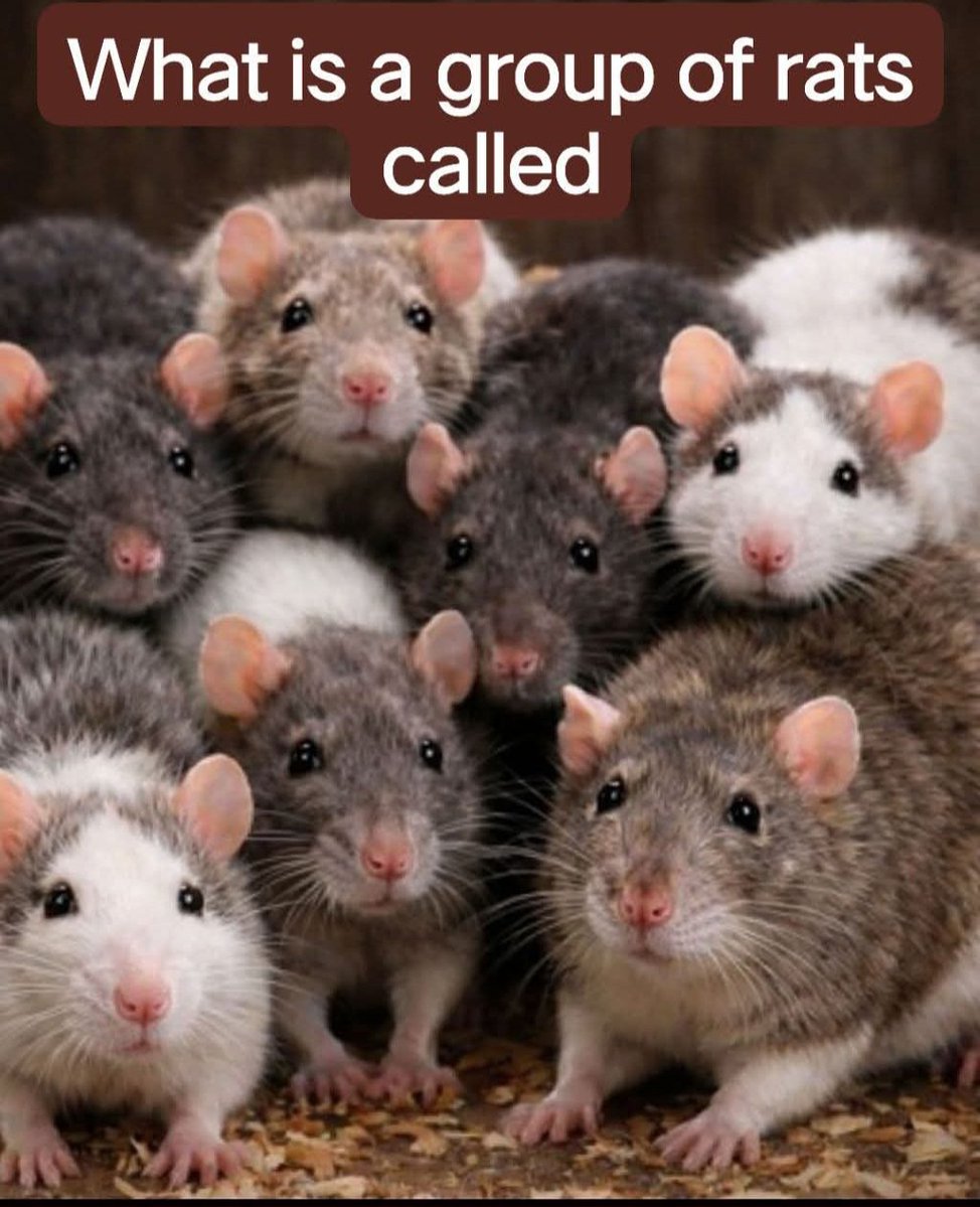 Johnny Cadillac tweet media