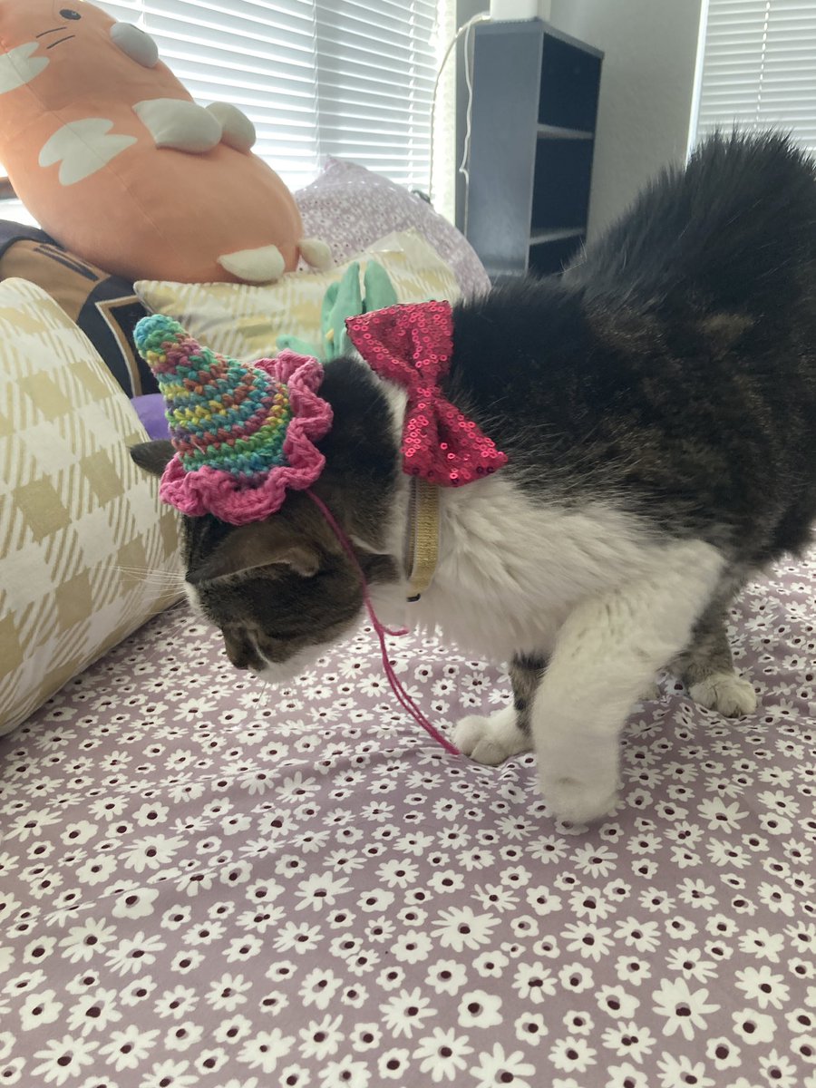 thicc skittles 🐈⬛ tweet media