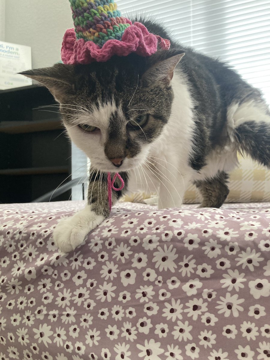 thicc skittles 🐈⬛ tweet media