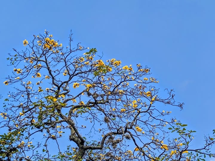 Reinaldo Spitaletta tweet media