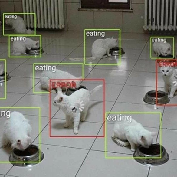 Punch Cat tweet media