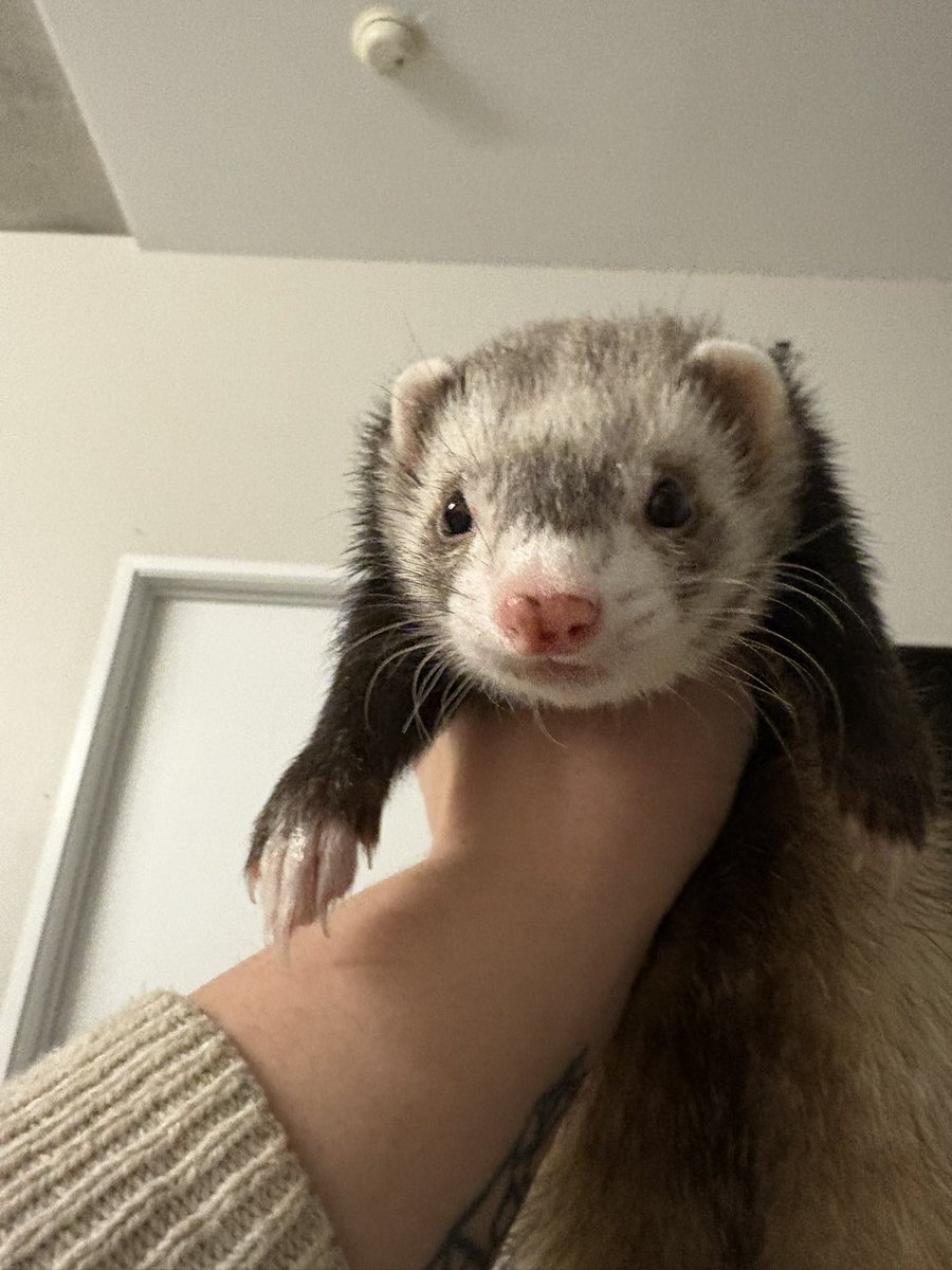 Ferret Every Hour tweet media
