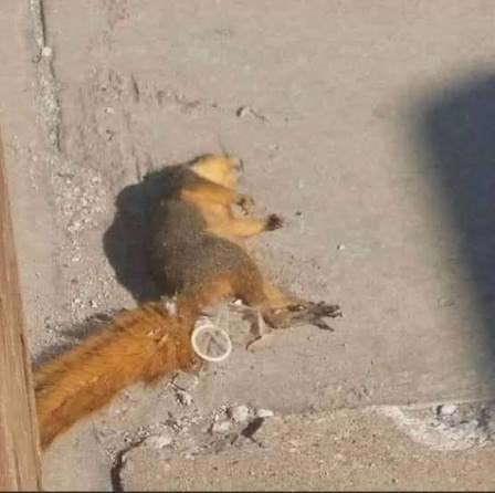 Raped Squirrel On The Side Of The Road Groyper tweet media